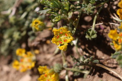 Loasa sigmoidea