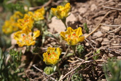 Loasa sigmoidea