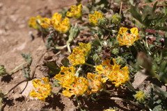 Loasa sigmoidea