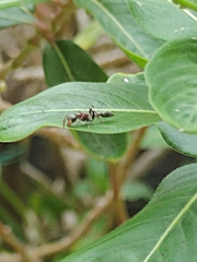 Pseudomyrmex gracilis
