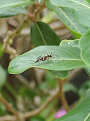 Pseudomyrmex gracilis