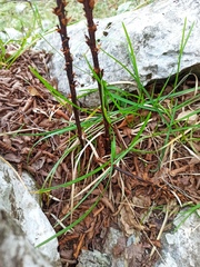 Dactylorhiza saccifera