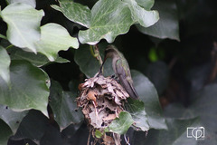 Cynanthus latirostris