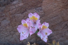 Alstroemeria pallida