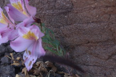 Alstroemeria pallida