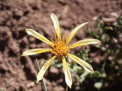 Mutisia sinuata