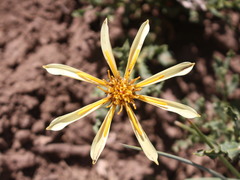 Mutisia sinuata