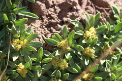 Azorella ruizii