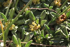 Azorella ruizii