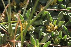 Azorella ruizii