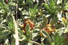 Azorella ruizii