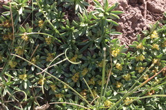 Azorella ruizii