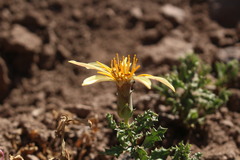 Mutisia sinuata