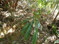 Alpinia uraiensis