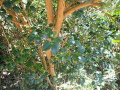 Camellia brevistyla
