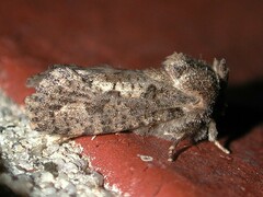 Acrolophus arcanella