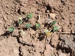 Chaetanthera euphrasioides