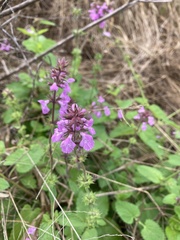 Stachys drummondii
