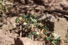 Chaetanthera euphrasioides