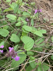 Stachys drummondii