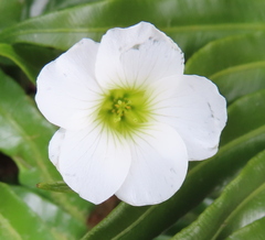 Oxalis enneaphylla