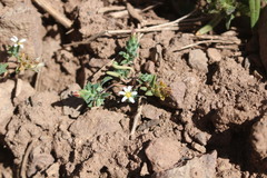 Chaetanthera euphrasioides