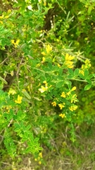 Genista monspessulana