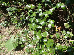 Camellia brevistyla