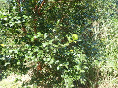 Camellia brevistyla
