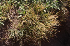 Carex argentina