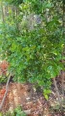 Cryptocarya alba