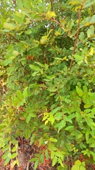 Nothofagus obliqua