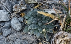 Draba jorullensis