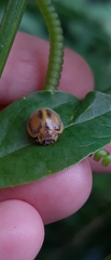 Epilachna clandestina