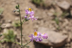 Schizanthus hookeri