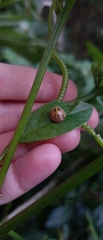 Epilachna clandestina