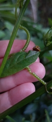 Epilachna clandestina