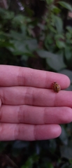 Epilachna clandestina