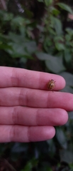 Epilachna clandestina