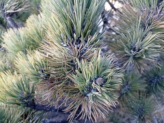 Pinus hartwegii