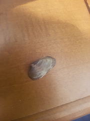 Barbatia domingensis