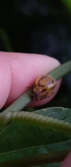 Epilachna clandestina