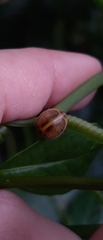 Epilachna clandestina
