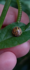 Epilachna clandestina