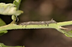 Catephia alchymista