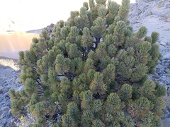 Pinus hartwegii