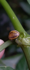 Epilachna clandestina