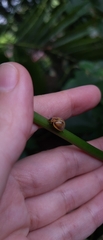 Epilachna clandestina