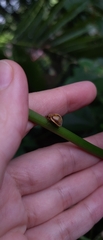 Epilachna clandestina