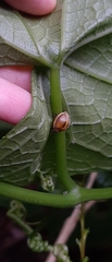 Epilachna clandestina